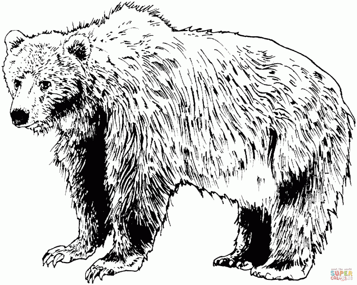 Brown bear book coloring pages