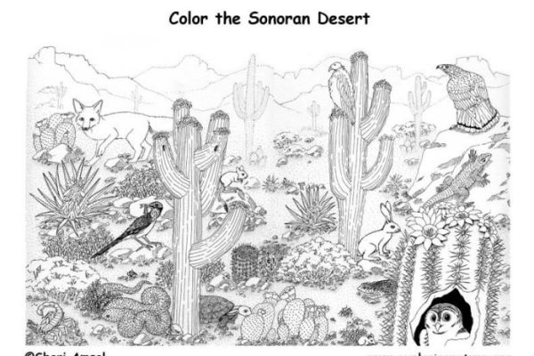 Desert animal coloring sheets