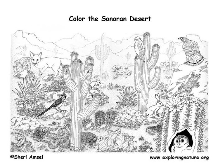 Desert animal coloring sheets