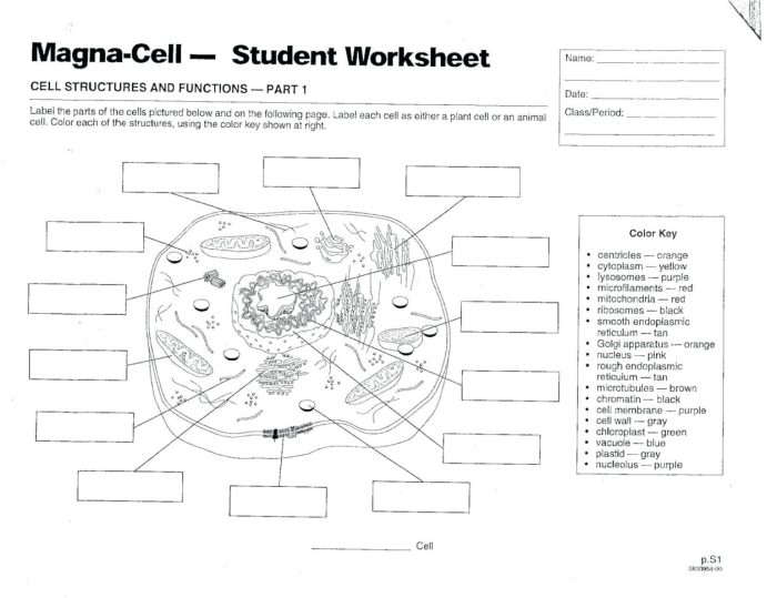 Animal cell coloring worksheet answers