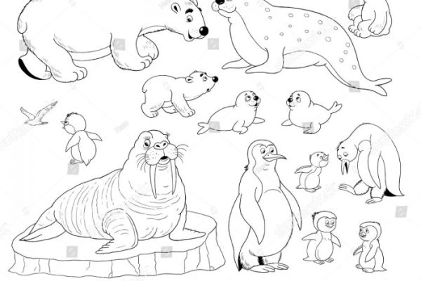 Artic animals coloring pages