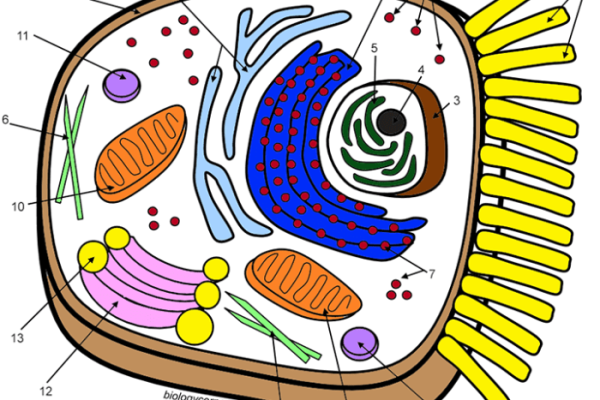 Animal cell coloring worksheet answers