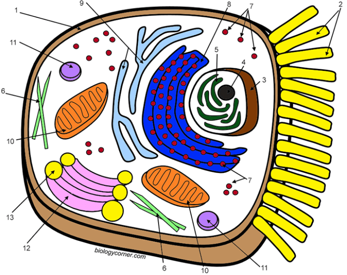 Animal cell coloring worksheet answers