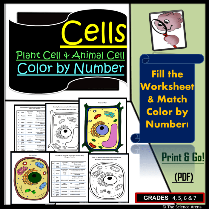 Animal cell coloring worksheet answers