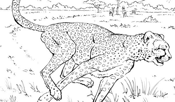 Coloring pages fiber animals