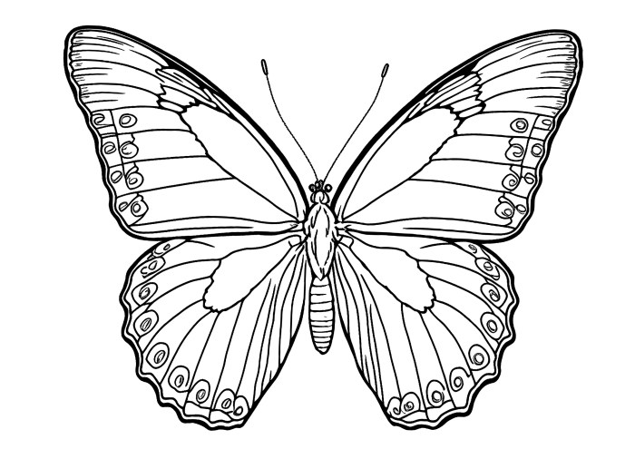 Coloring book images of butterflies