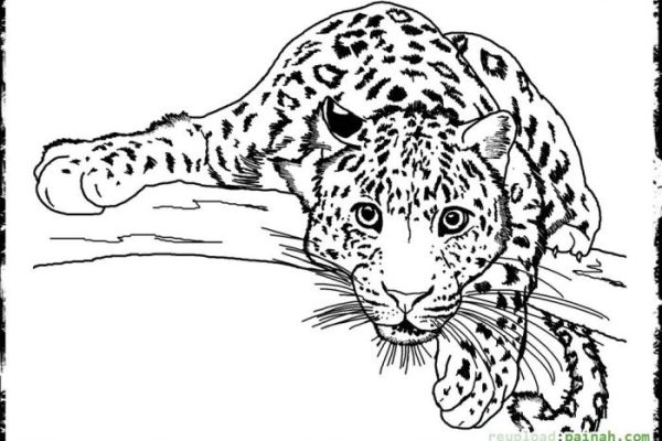 Panther coloring4free malvorlagen wildtiere ausmalen seuss panthers einzigartig gepard ideen coloringtop designlooter