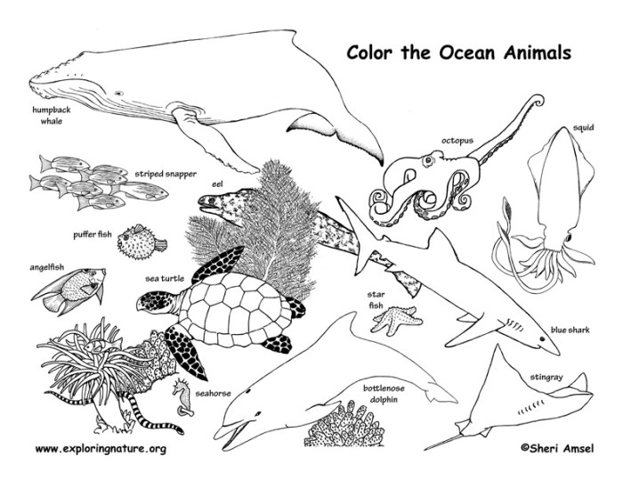 Ocean animal coloring sheet