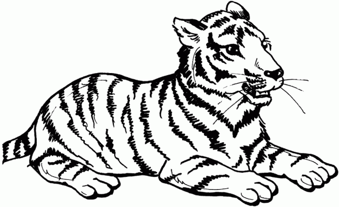 Animated big cat coloring pages