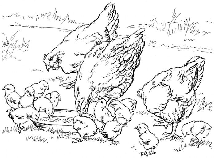 Realistic farm animal coloring pages