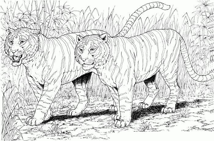 Animated big cat coloring pages