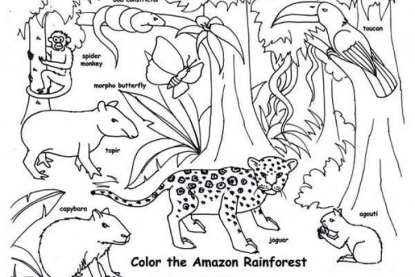 Rainforest animal coloring sheets