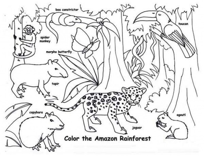 Rainforest animal coloring sheets