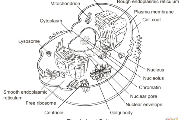 Animal cell model coloring page