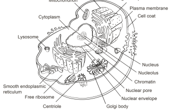 Coloring animal cell worksheet