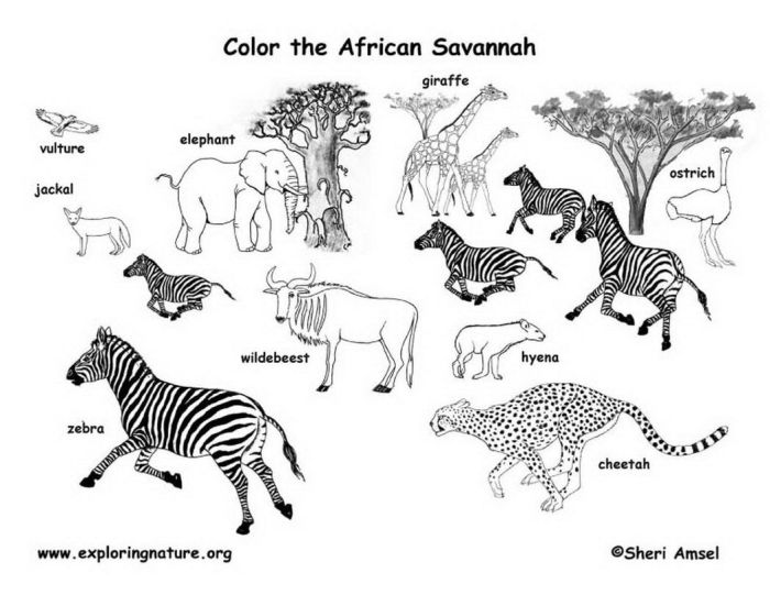 Free african animal coloring sheets